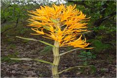 Dendrobium nutans